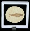 Knightia Fossil Fish - In Display Case #63861-1